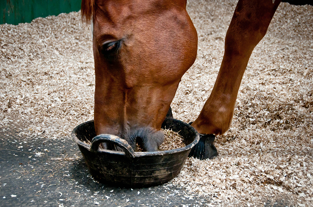 feeding routine for stable-kept horses